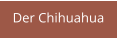 Der Chihuahua