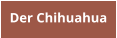 Der Chihuahua