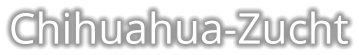 Chihuahua-Zucht