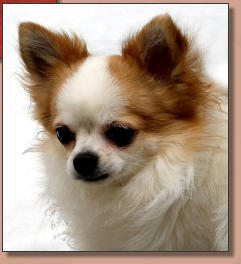 Little Chihuahua James Cyros