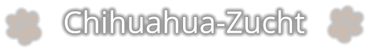 Chihuahua-Zucht