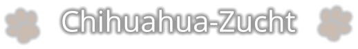 Chihuahua-Zucht