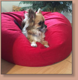 Hillary-Saskia vom Kumma Schlssle