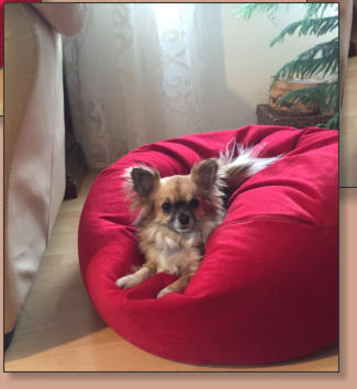 Hillary-Saskia vom Kumma Schlssle