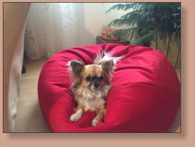 Hillary-Saskia vom Kumma Schlssle