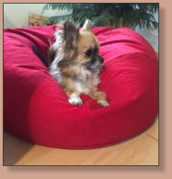 Hillary-Saskia vom Kumma Schlssle