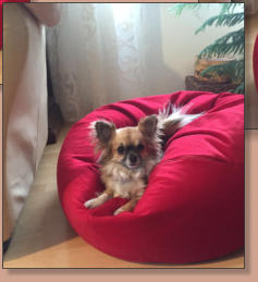 Hillary-Saskia vom Kumma Schlssle