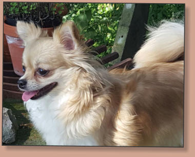 Dior El Perro Pequeno