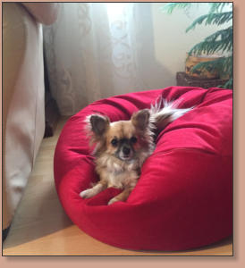 Hillary-Saskia vom Kumma Schlssle