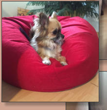 Hillary-Saskia vom Kumma Schlssle