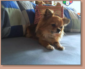 Dior El Perro Pequeno