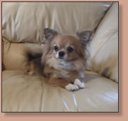 Dior El Perro Pequeno