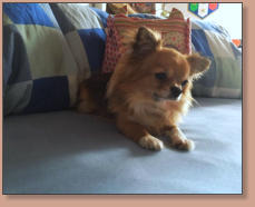 Dior El Perro Pequeno