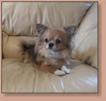 Dior El Perro Pequeno