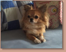 Dior El Perro Pequeno