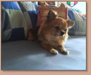 Dior El Perro Pequeno