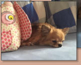 Dior El Perro Pequeno