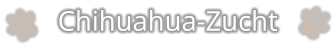Chihuahua-Zucht