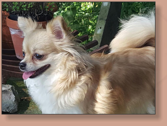 Hillary-Saskia vom Kumma Schlssle