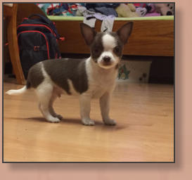 Dior El Perro Pequeno