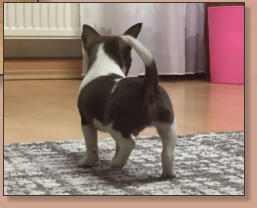 Dior El Perro Pequeno