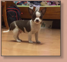 Dior El Perro Pequeno