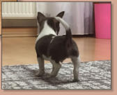 Dior El Perro Pequeno